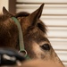 Not just horsing around