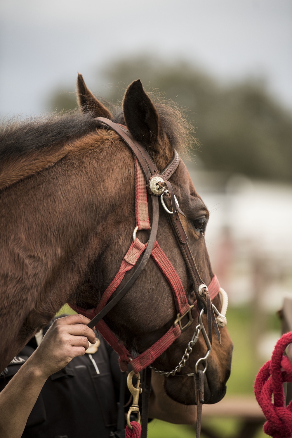 Not just horsing around