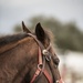 Not just horsing around