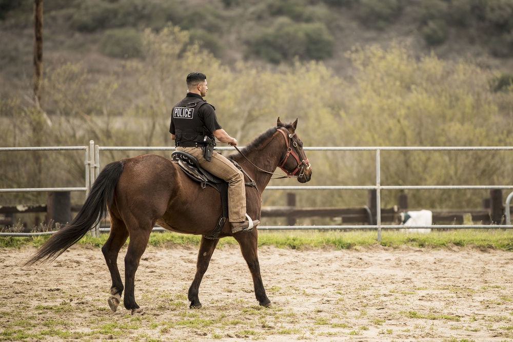 Not just horsing around