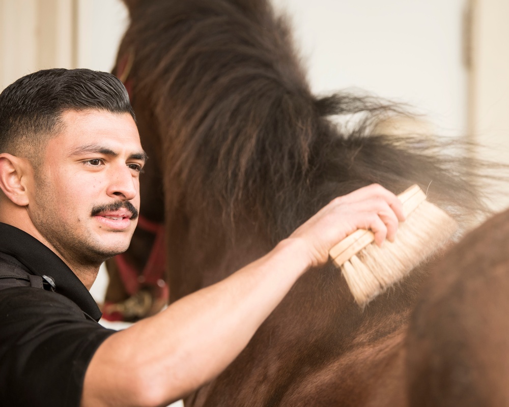 Not just horsing around