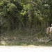 'China Marines' attack, refine platoon tactics during 31st MEU EABO exercise