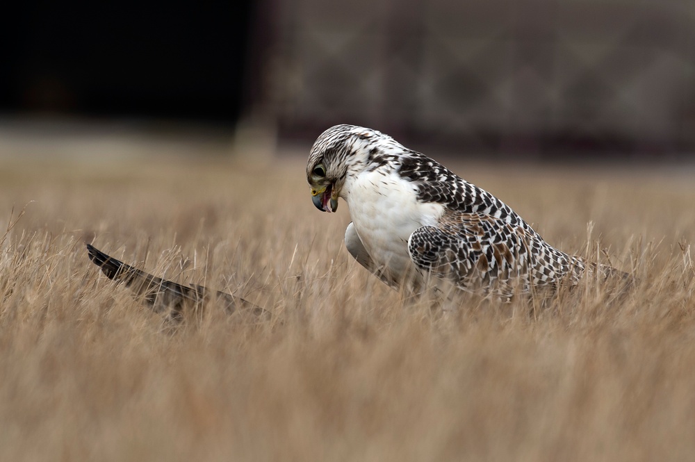 Birds of prey, base falconer keep skies clear