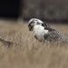 Birds of prey, base falconer keep skies clear