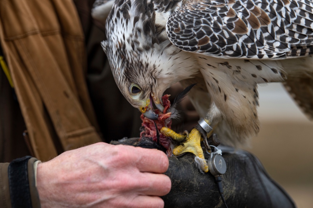 Birds of prey, base falconer keep skies clear