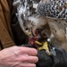 Birds of prey, base falconer keep skies clear