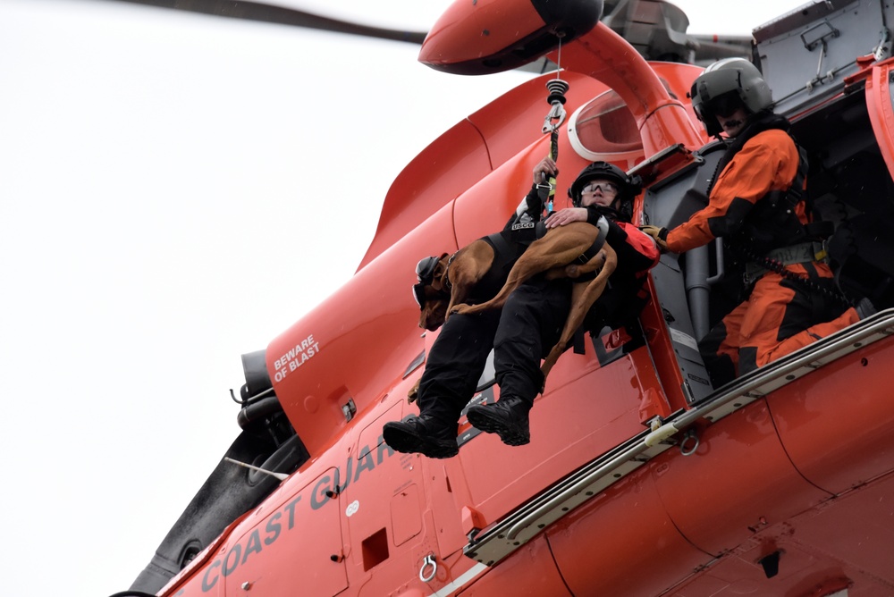 Canine Hoist In San Francisco Bay