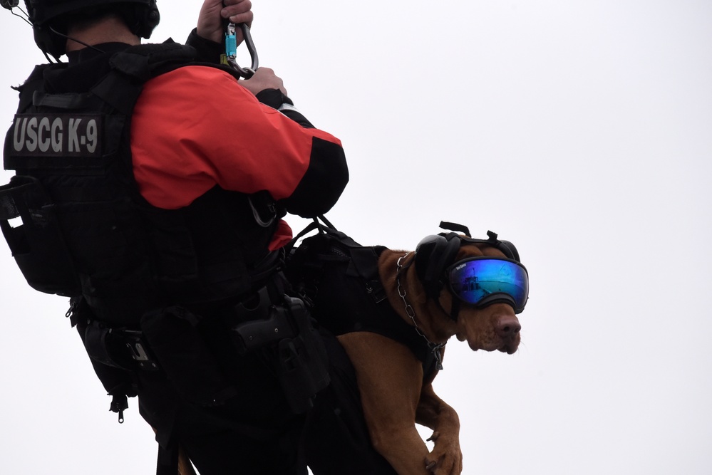 Canine Hoist In San Francisco Bay