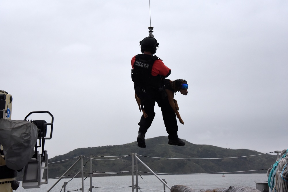 Canine Hoist In San Francisco Bay