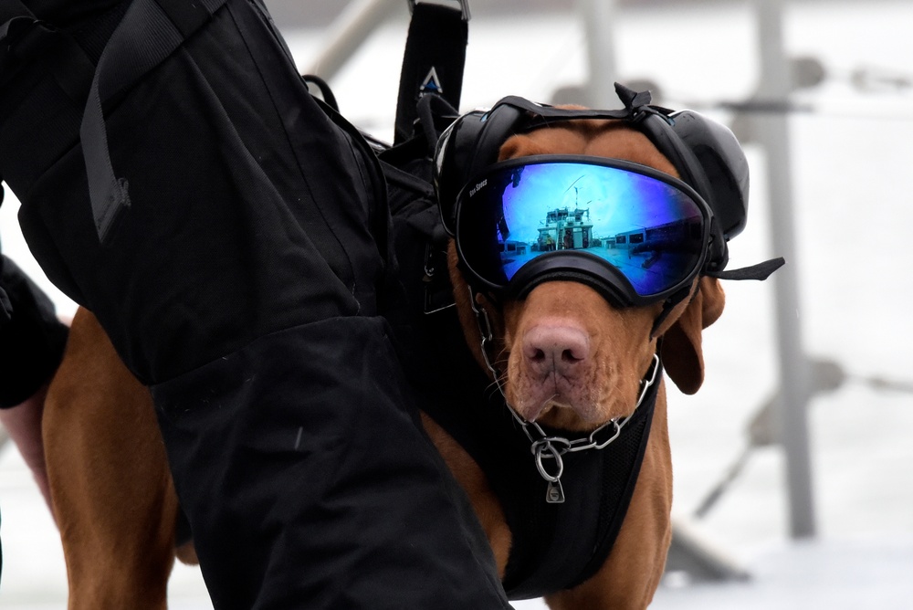 Canine Hoist In San Francisco Bay