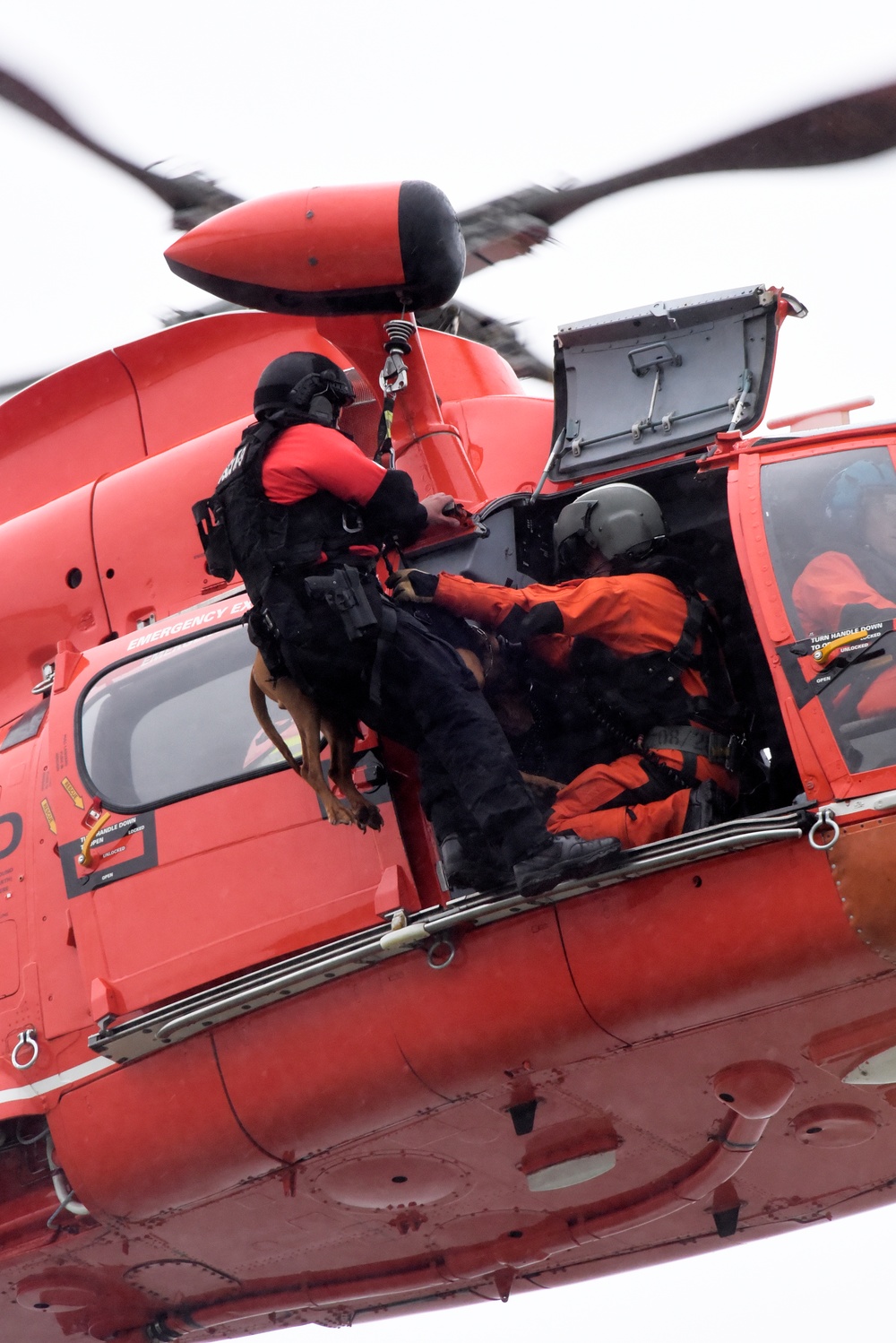 Canine Hoist In San Francisco Bay