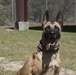 Dogs with jobs