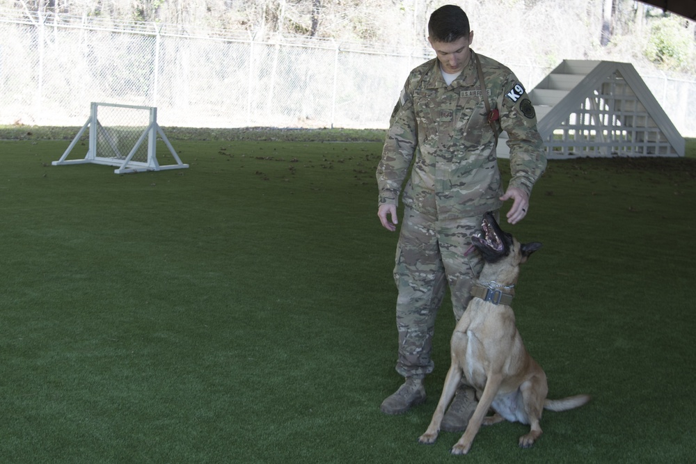 Dogs with jobs