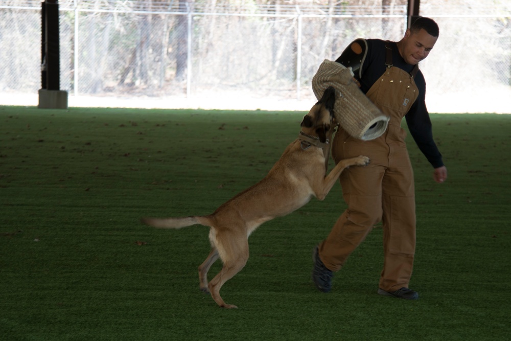 Dogs with jobs