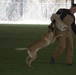 Dogs with jobs