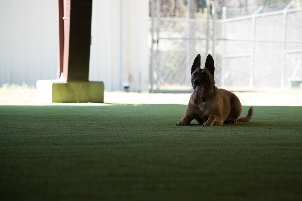 Dogs with jobs