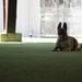 Dogs with jobs