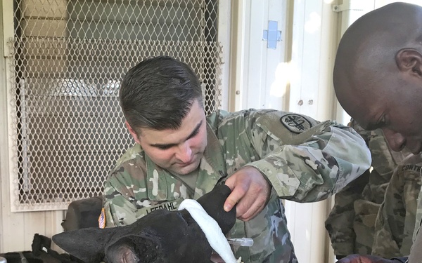 Two U.S. Army soldiers in OCP (Operational Camouflage Pattern) uniforms are providing veterinary care to a black military working dog. One soldier is applying a bandage or gauze to the dog's snout area while the other holds a syringe, suggesting a medical treatment or injection procedure. A third person is partially visible on the right side of the frame.