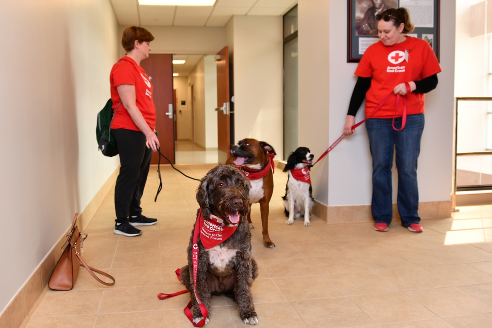 Red Cross pet therapy mends ruff times