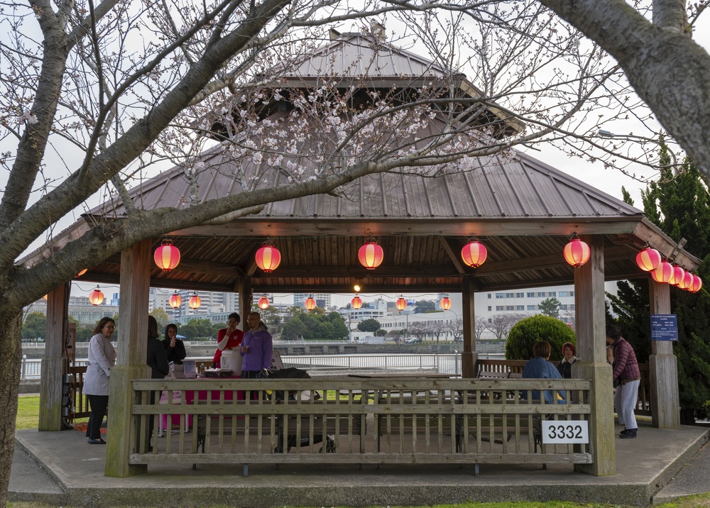 Cherry Blossom Viewing at Yokosuka's Gazebo