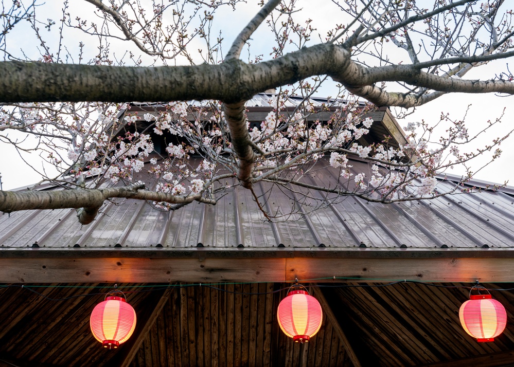 Lanterns Illuminate CFAY's Cherry Blossoms