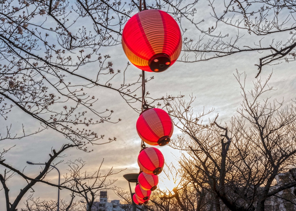 Lanterns Illuminate CFAY's Cherry Blossoms