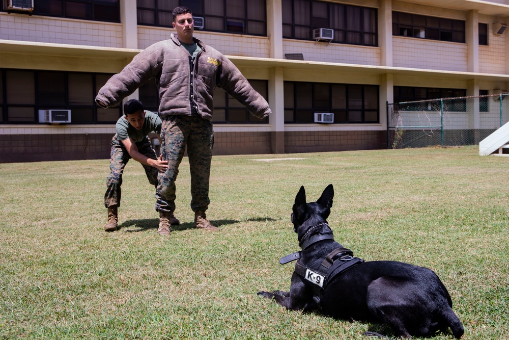 Hawaii Marines learn about K9 capabilities