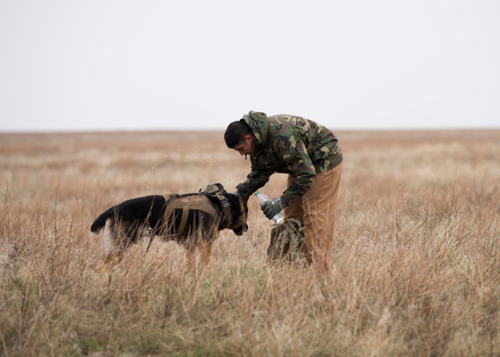 Military working dog and trainer participates in Gunfighter Flag exercise to enhance readiness
