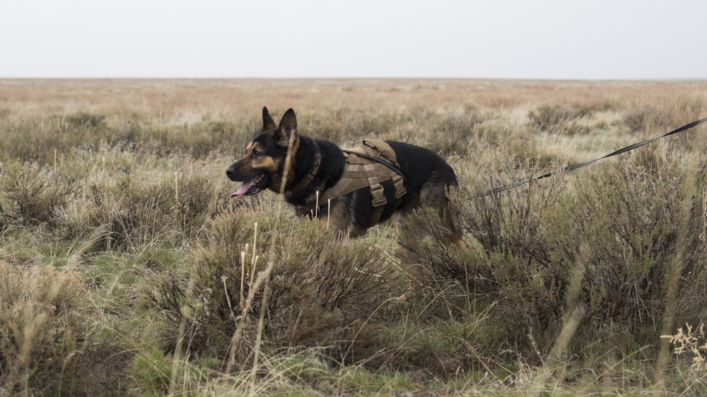 Military working dog participates in Gunfighter Flag exercise to enhance readiness