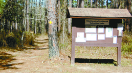 Wild azaleas highlight recreation trail through Kisatchie
