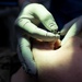 Residency program provides Airmen dental implant options