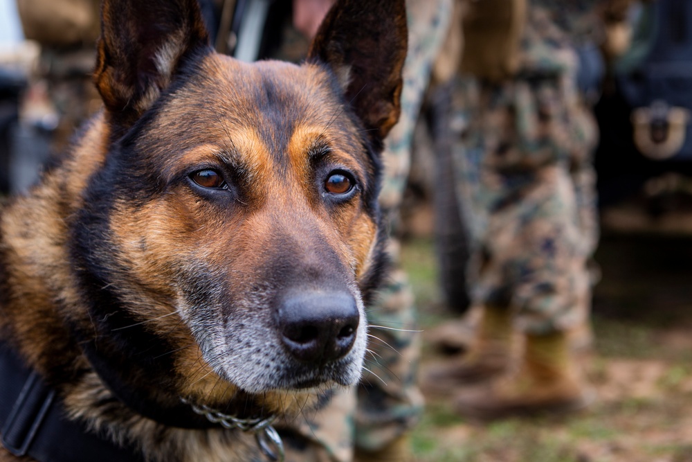 1st Law Enforcement Battalion conducts command post exercise