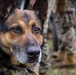 1st Law Enforcement Battalion conducts command post exercise