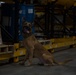 Military working dogs bring capabilities to SPMAGTF-CR-AF