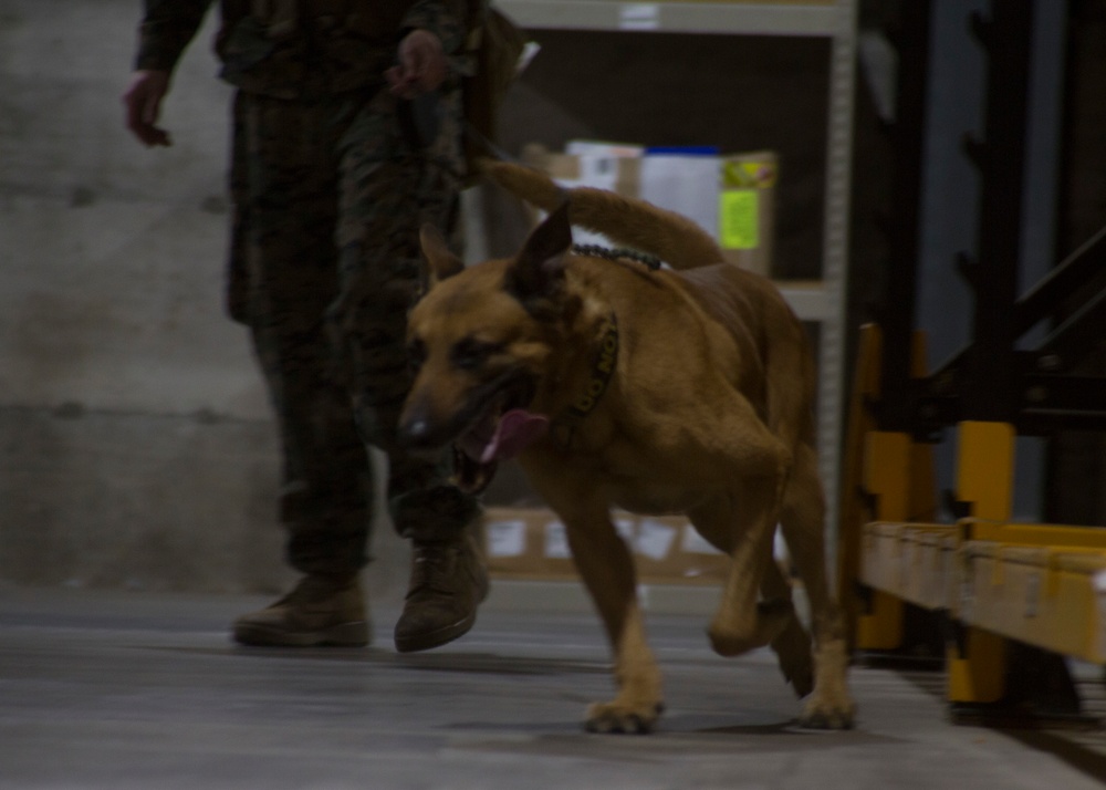 Military working dogs bring capabilities to SPMAGTF-CR-AF