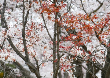 Springtime Cherry Blossoms at US Army Garrison Yongsan-Casey
