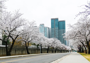 Spring Cherry Blossoms at Yongsan