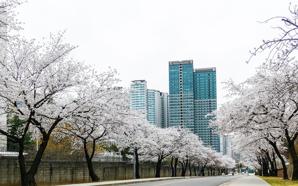 Spring Cherry Blossoms at Yongsan