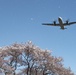 A Cherry Blossom Take Off