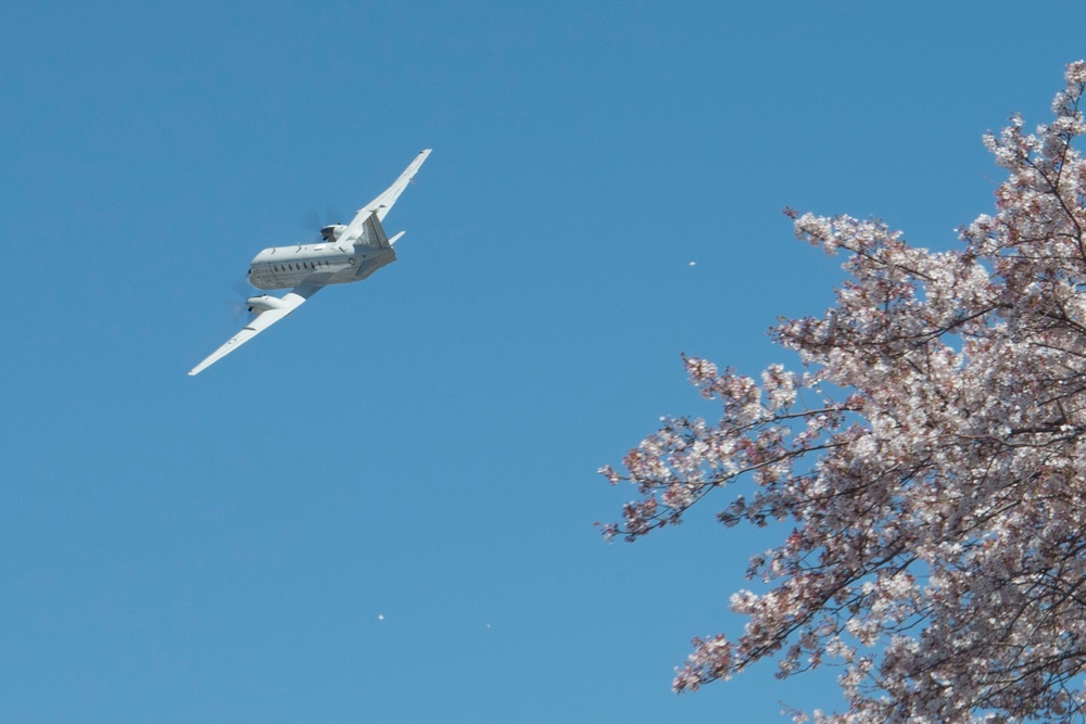 A Cherry Blossom Take Off