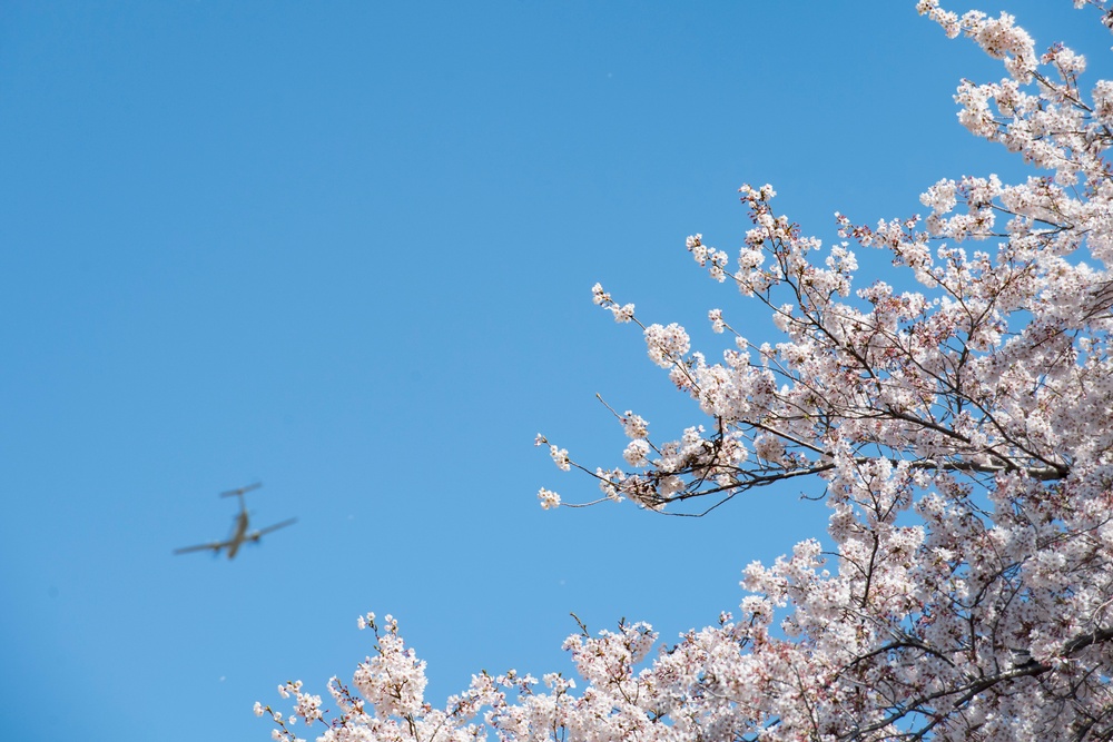 A Cherry Blossom Take Off