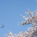 A Cherry Blossom Take Off