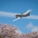 A Cherry Blossom Take Off