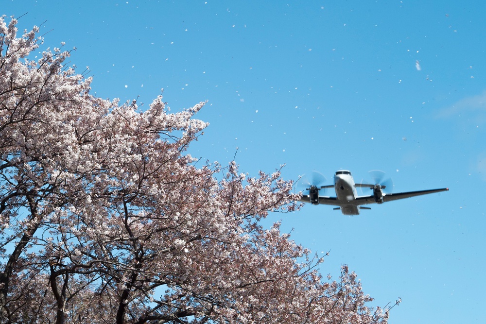 A Cherry Blossom Take Off