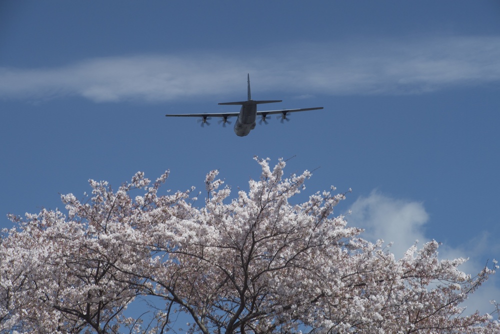 A Cherry Blossom Take Off