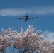 A Cherry Blossom Take Off