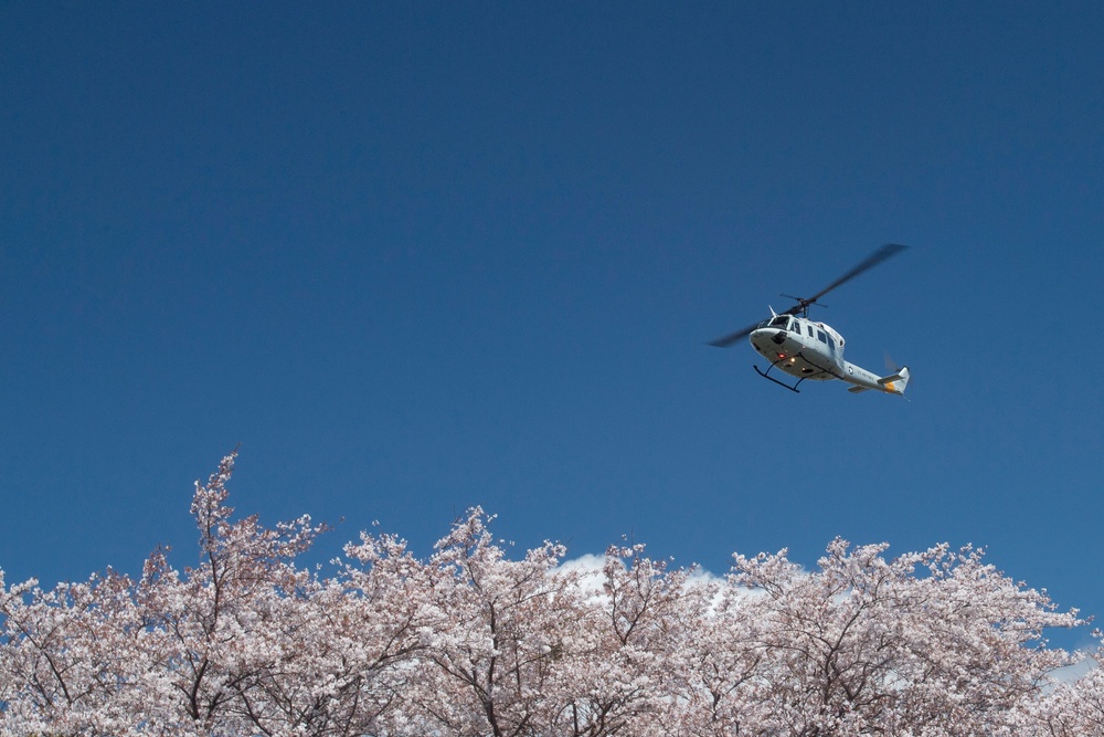 A Cherry Blossom Take Off