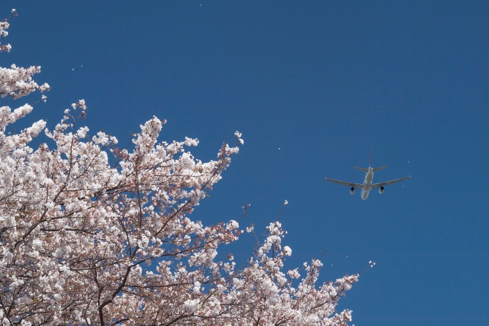 A Cherry Blossom Take Off