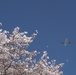 A Cherry Blossom Take Off