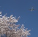 A Cherry Blossom Take Off